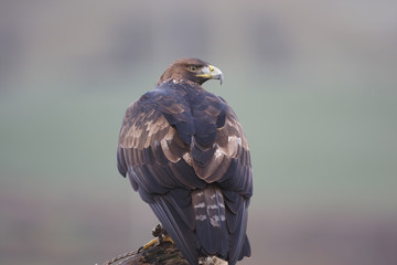 Golden Eagle