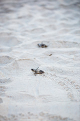 Baby Sea Turtle