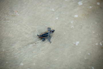 Baby Sea Turtle