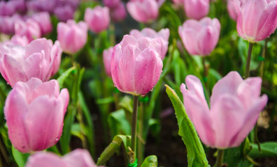  beautiful bloom pink tulips flower natural background