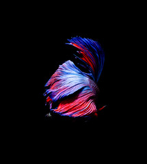 Betta fish siamese fighting fish betta splendens isolated on black background