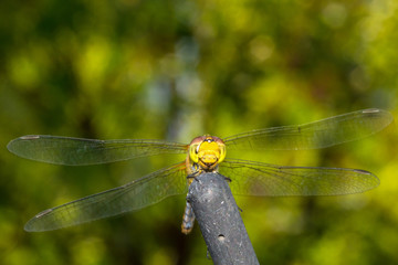 Close up yellow dragonfly on the branches