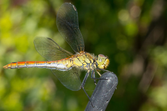 Close up yellow dragonfly on the branches