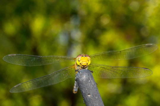 Close up yellow dragonfly on the branches