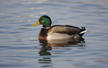 Mallard