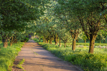 birch forest in sunlight