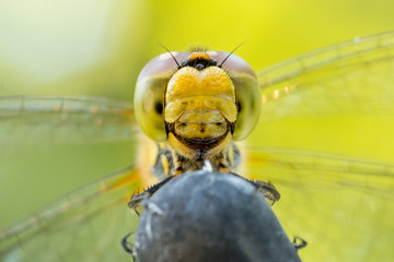 Beautiful extreme macro colorful dragonfly insect resting on stick in summer 