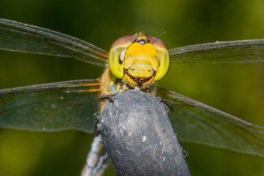 Beautiful extreme macro colorful dragonfly insect resting on stick in summer 