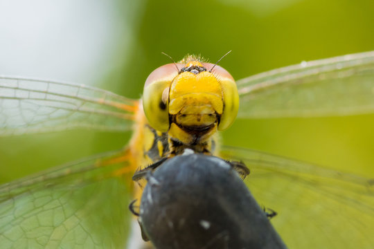 Beautiful extreme macro colorful dragonfly insect resting on stick in summer 