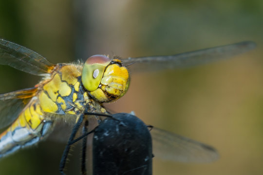 Beautiful extreme macro colorful dragonfly insect resting on stick in summer 