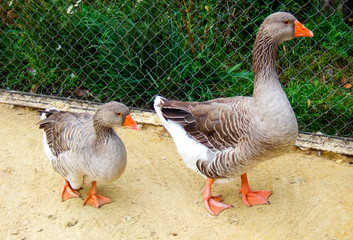 Two geese in backyard.