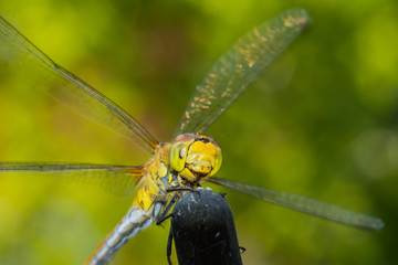 Beautiful extreme macro colorful dragonfly insect resting on stick in summer 