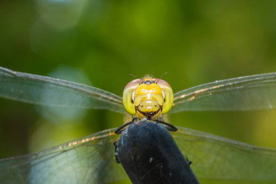 Beautiful extreme macro colorful dragonfly insect resting on stick in summer 