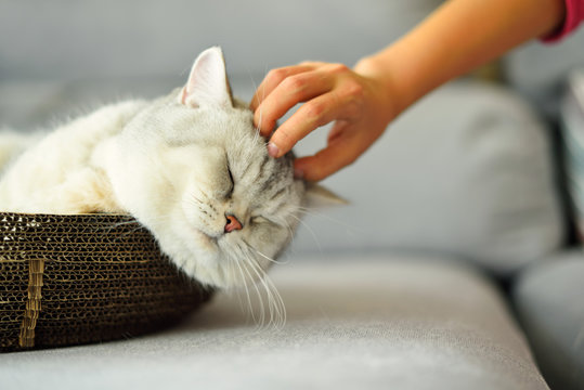 Scratching head of grey fat kitten lying in a carton