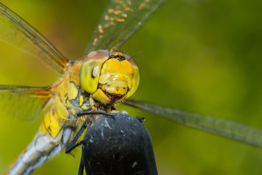 Beautiful extreme macro colorful dragonfly insect resting on stick in summer 