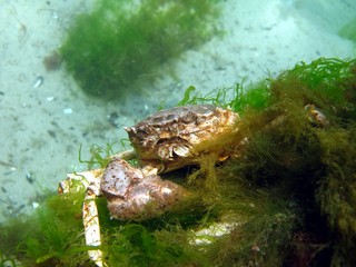 Crabs in the Baltic Sea - Germany 