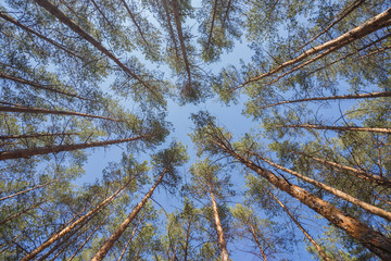 green forest background