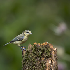Beautiful Blue Tit Cyanistes Caeruleus on tree in woodland landscape setting