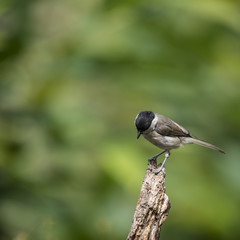 Lovely little Coat Tit bird Periparus Ater on tree in woodland landscape setting
