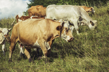 Cows on meadow on hot sunny day