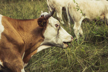 Cows on meadow on hot sunny day