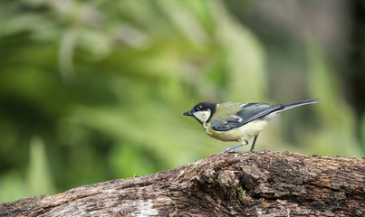 Beautiful Great Tit bird Parus Major on tree stump in forest landscape setting