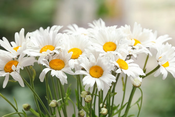 Fototapeta premium Bouquet of beautiful chamomiles outdoors, close up
