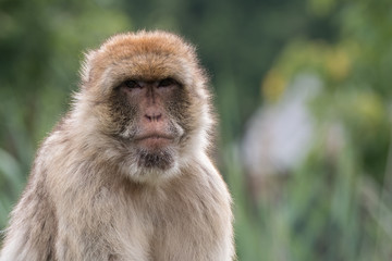 Macaque on grass