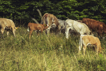 Naklejka na ściany i meble Cows on meadow on hot sunny day