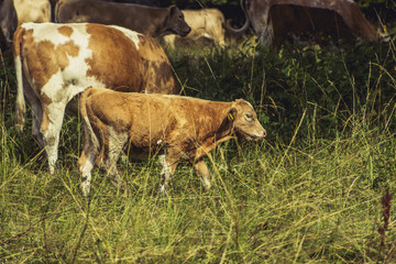 Cows on meadow on hot sunny day
