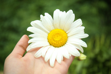 Female hand with beautiful chamomile flower outdoors, closeup