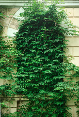Window of old building covered with vine plant