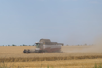 Fototapeta premium Combine harvester is working on yellow agricultural field under blue sky