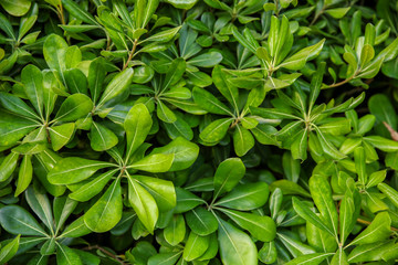 Fototapeta na wymiar Tropical bush with green leaves as background