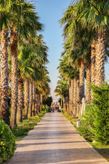 Tropical palm tree alley at resort