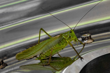 MAKROMONSTER © Stefan