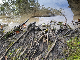 Obraz premium Ufer Wurzeln