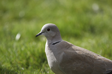 Collared Dove