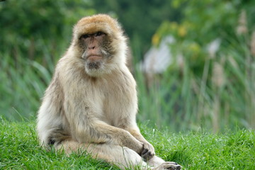Macaque on grass