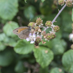 Beautiful Gatekeeper Butterfly Pyronia Tithonus on flower buds in Summer