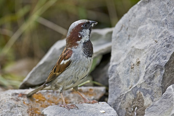 House Sparrow