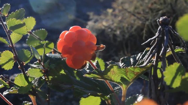 Cloudberry moroshka Urals mountain swamp