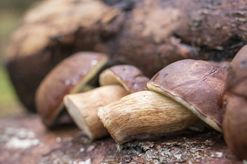Maronen Röhrlinge auf einem Holzstappel