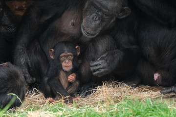 Baby chimpansee