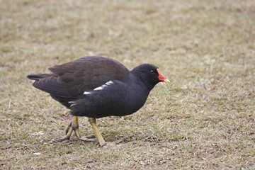 Moorhen