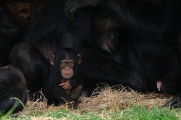 Baby chimpansee