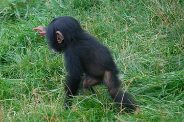 Baby chimpansee