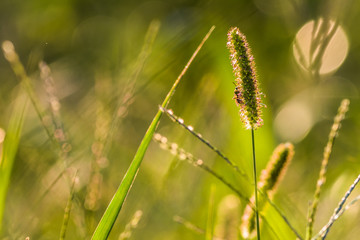 Horizontal Closeup Photo of a small bee on a blade of grass in a green field