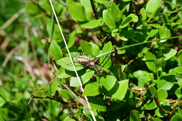 Aculepeira sp.