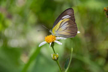 a butterfly